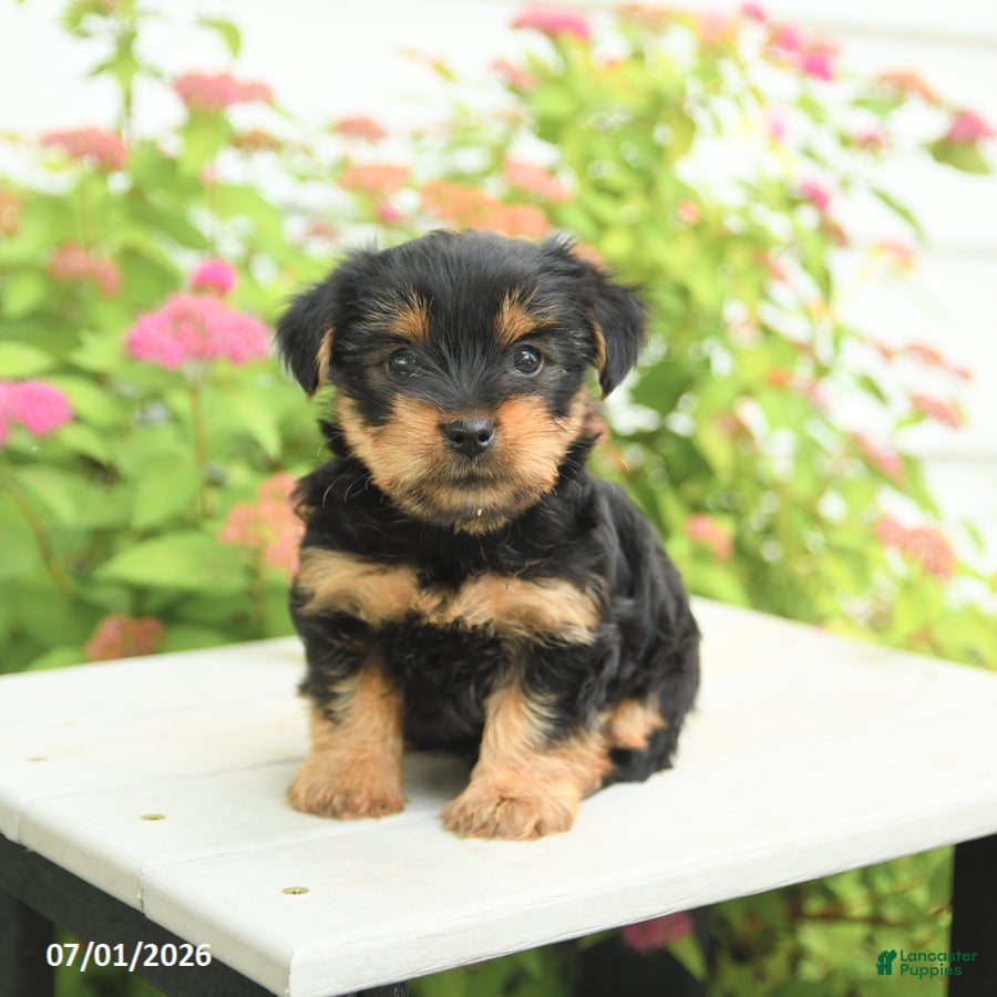 Yorkshire Terrier dogs for sale: Violet - Ad 3