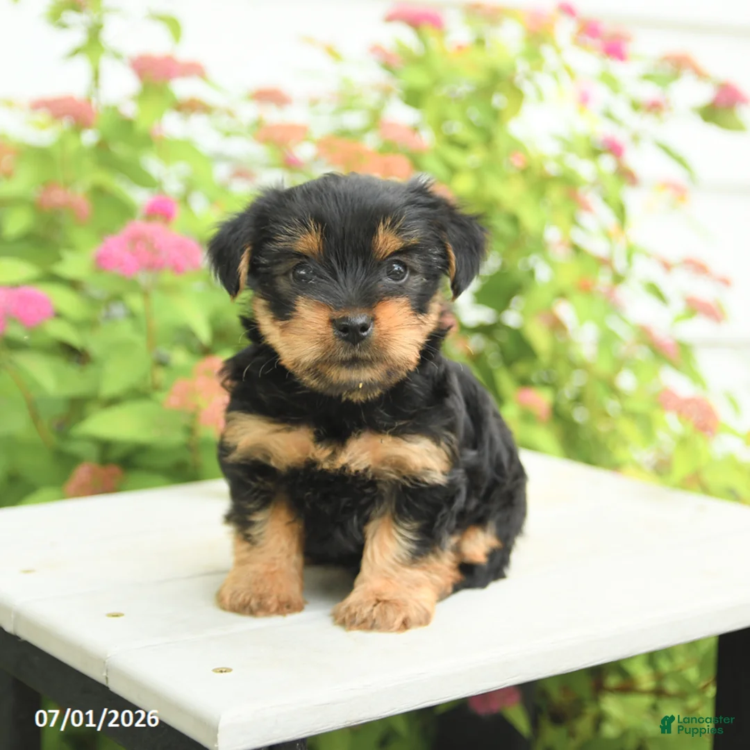 Yorkshire Terrier dogs for sale: Violet - Ad 1