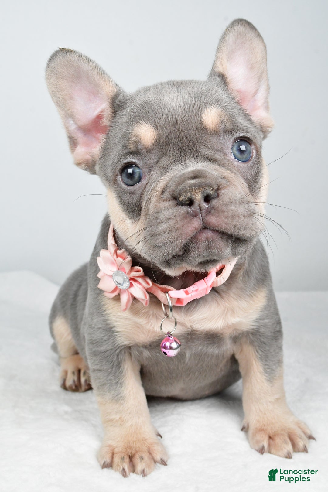French Bulldog dogs for sale: Kelly - Ad 7
