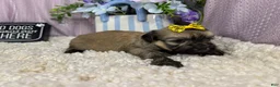 Havanese dogs for sale: Havanese 4 - Ad 2