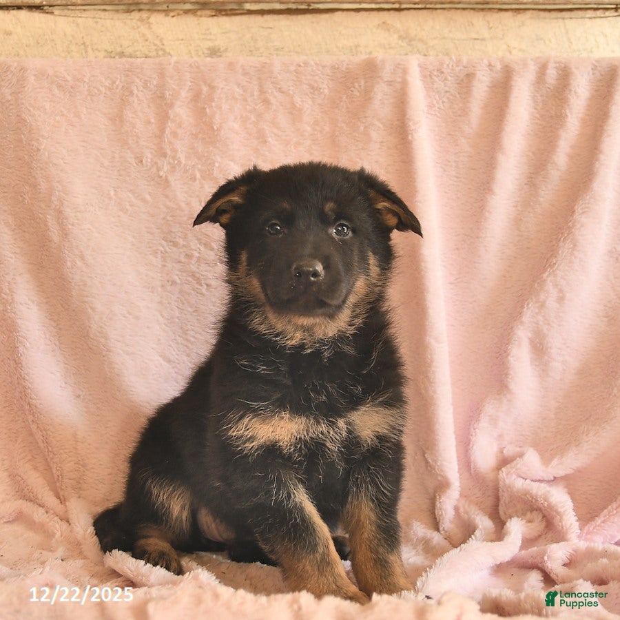 German Shepherd dogs Bessie  - Ad 7