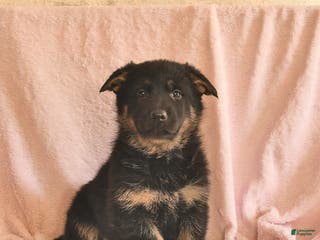 German Shepherd dogs Bessie - Ad 31