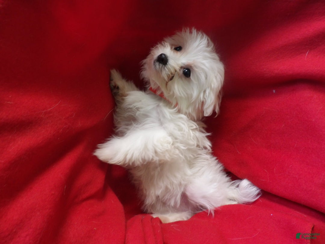 Maltese dogs for sale: Maltese Puppy 3 - Ad 3