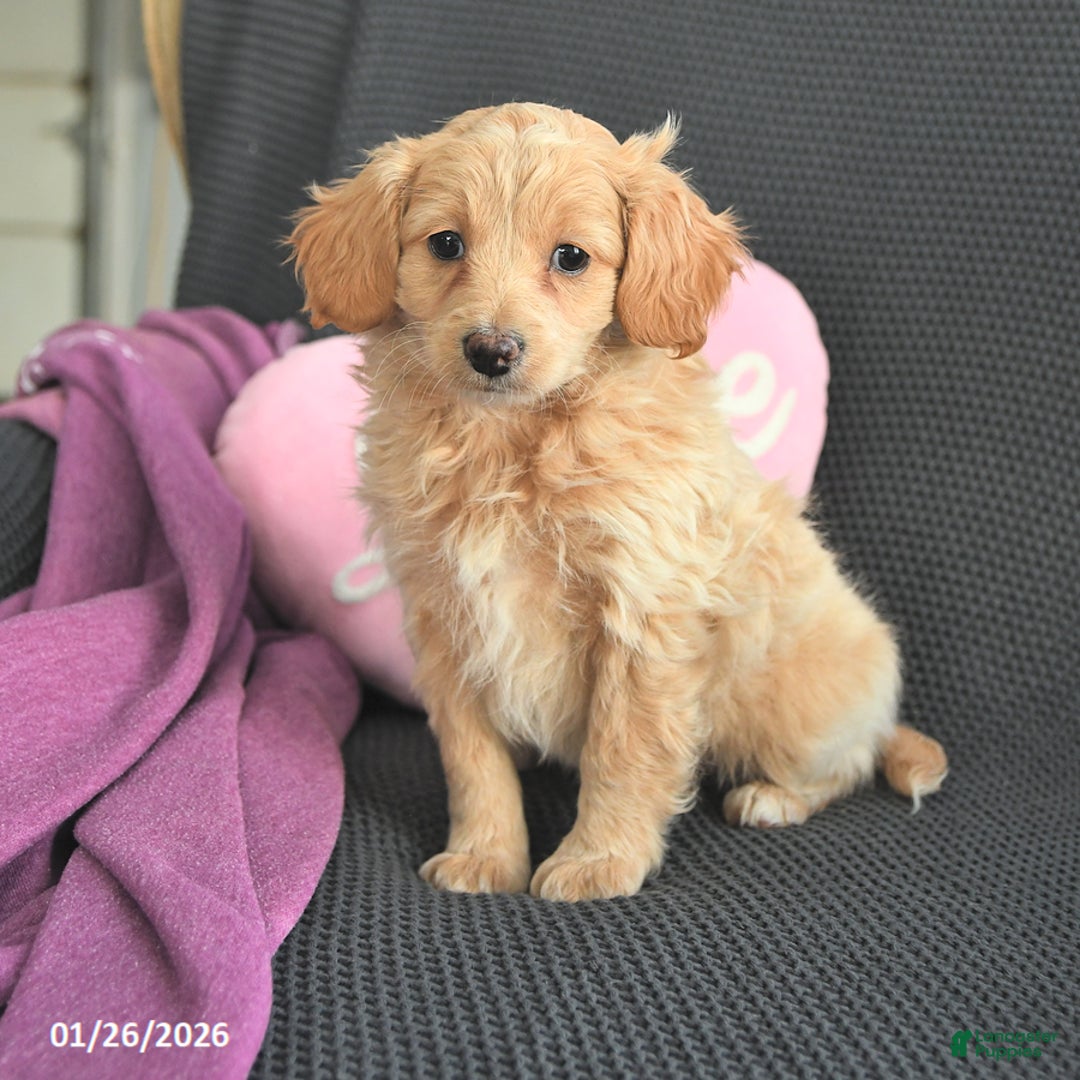 Mixed Breed dogs for sale: Joseph - Ad 1