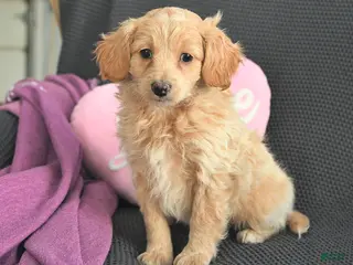 Mixed Breed dogs Joseph - Ad 39