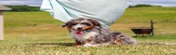 Mini Bernedoodle dogs for sale: Dylan - Ad 3