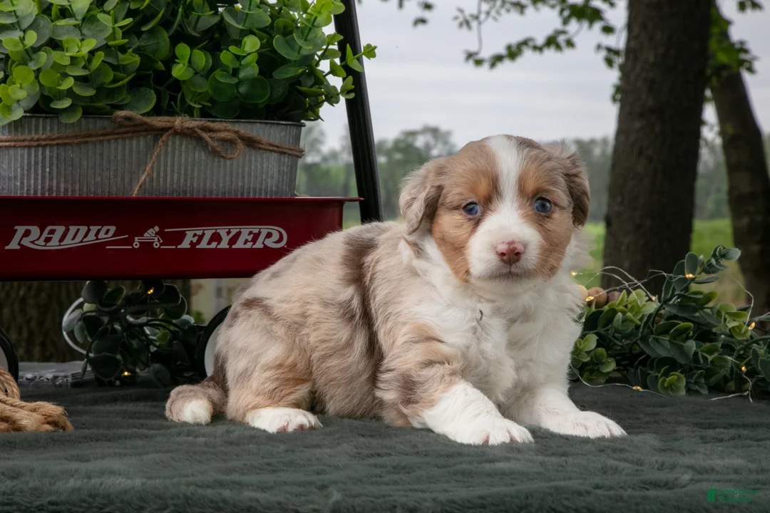 Miniature Australian Shepherd dogs for sale: Cherrios - Ad 3