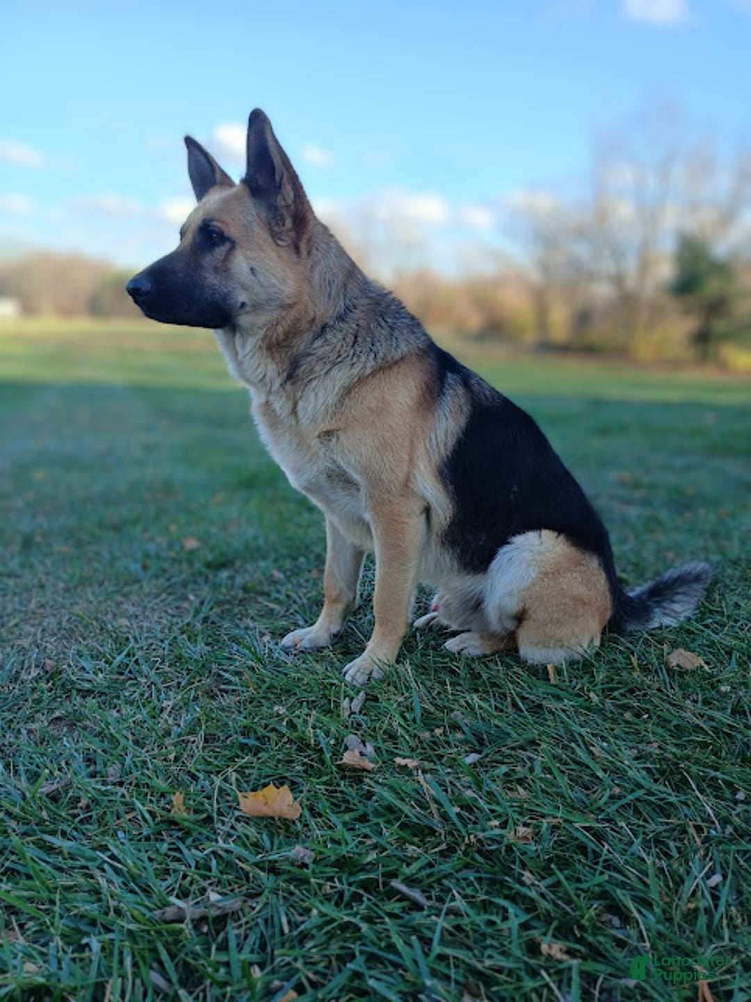 German Shepherd dogs for sale: Striker - Ad 6