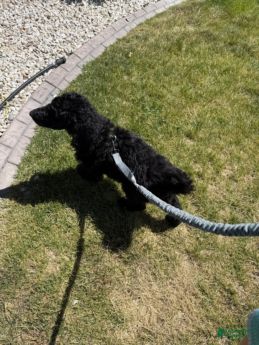 Standard Poodle dogs for sale: Slate - Ad 2