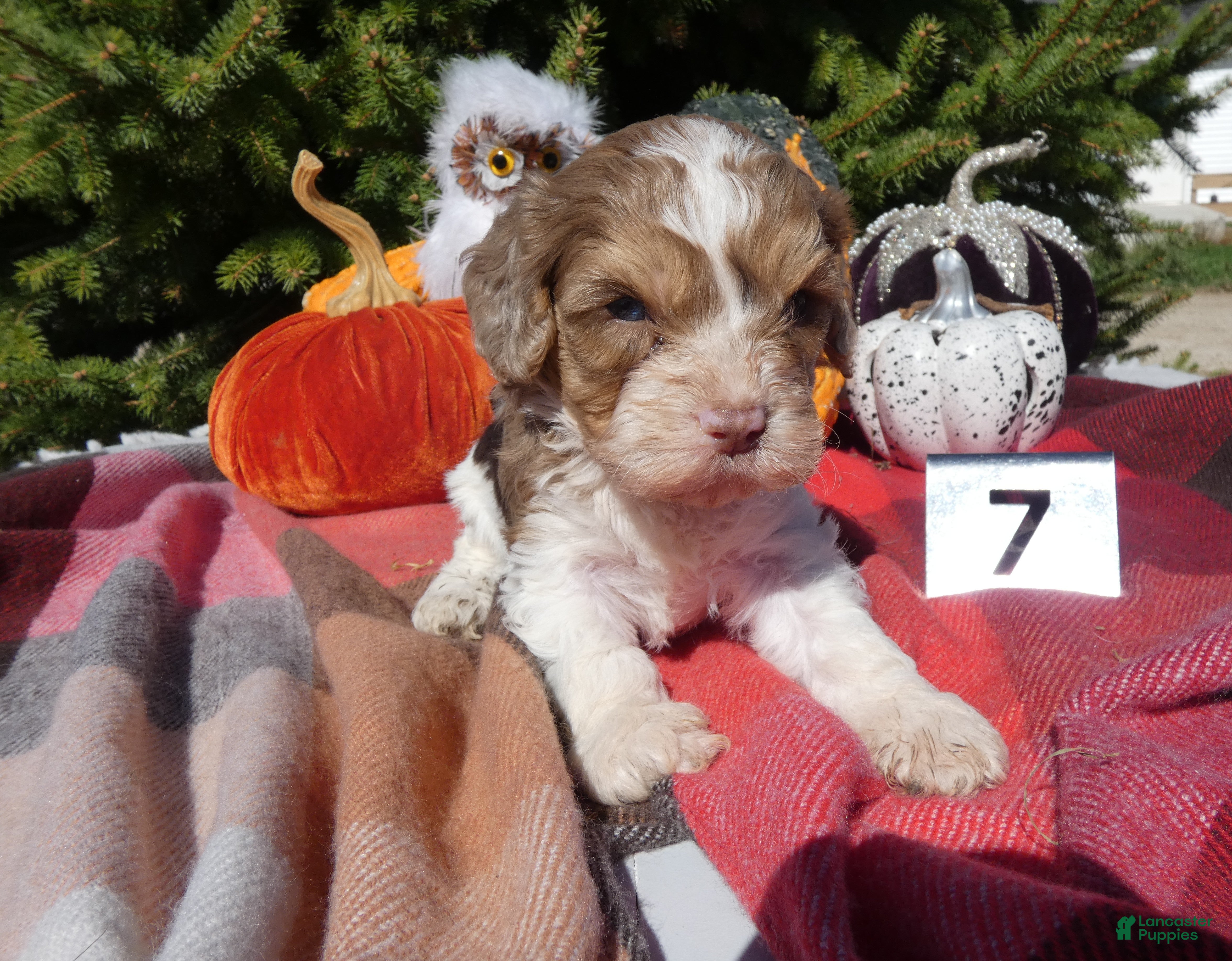 Cavapoo dogs for sale: Cavapoo 7 Carmel - Ad 2
