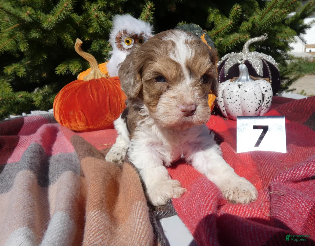 Cavapoo dogs for sale: Cavapoo 7 Carmel - Ad 2