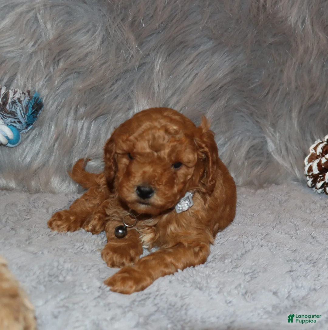 Mini Goldendoodle dogs for sale: Tiny/Couple 💙 - Ad 1