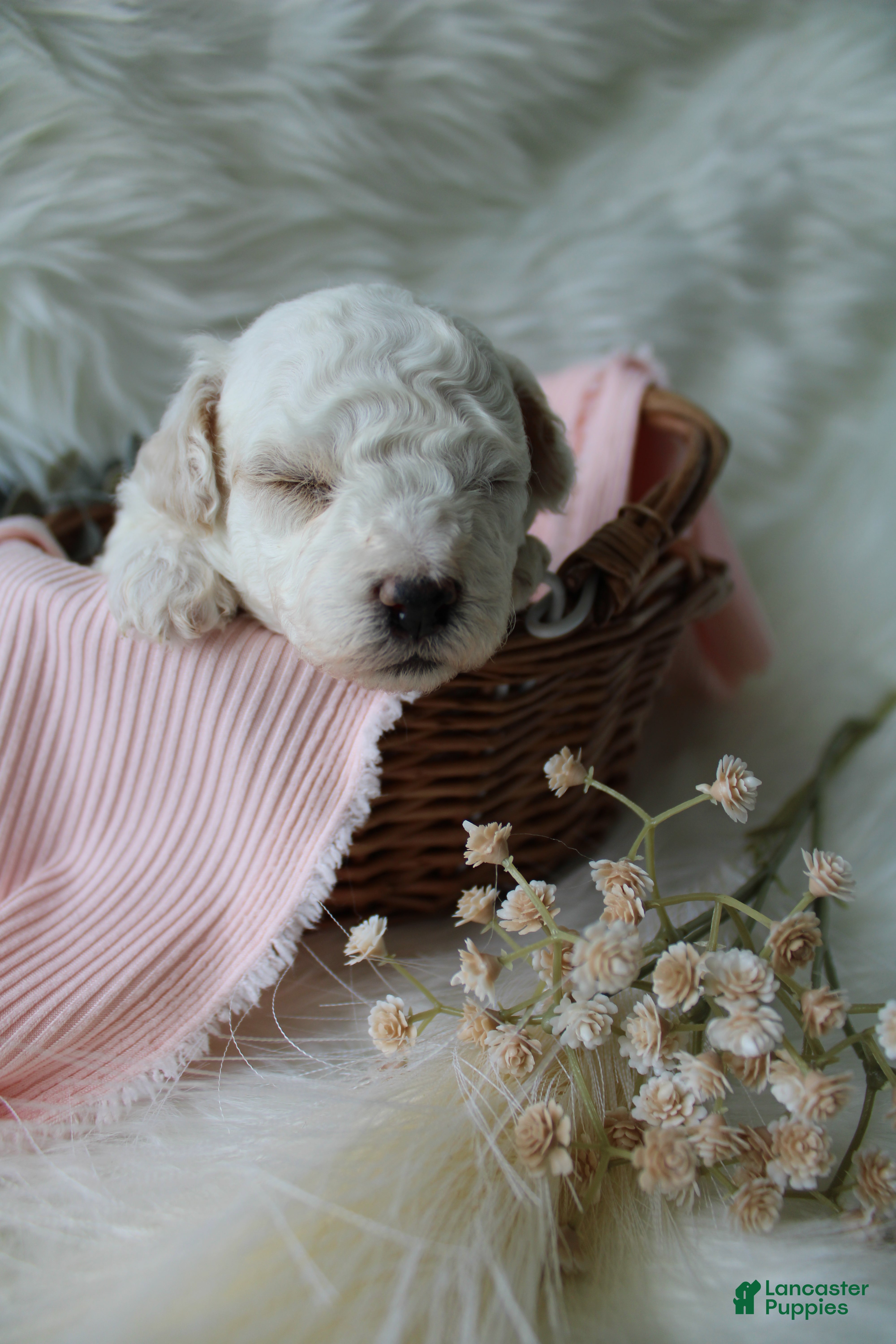 Bichpoo dogs Birdie - Ad 2