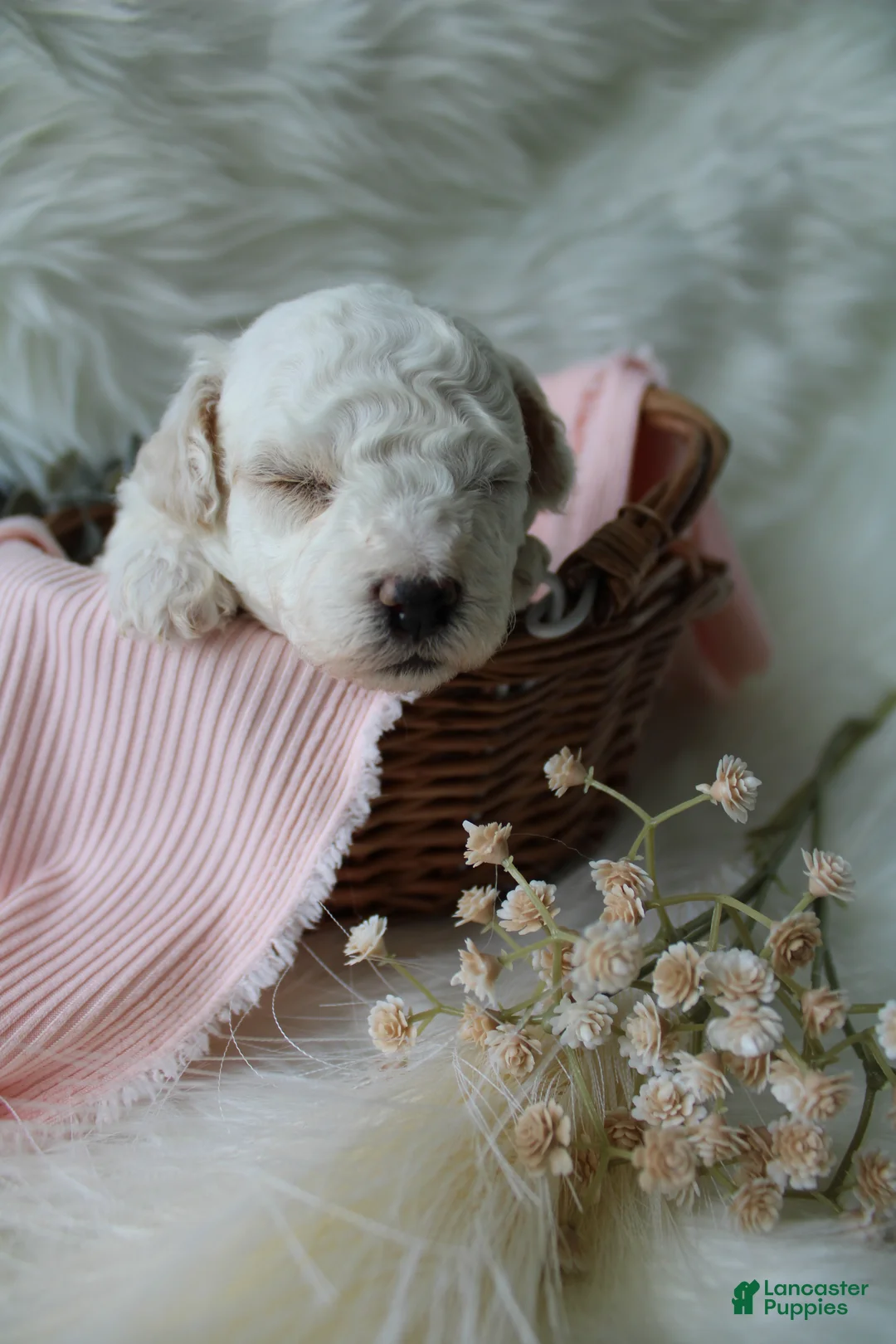 Bichpoo dogs for sale: Birdie - Ad 2