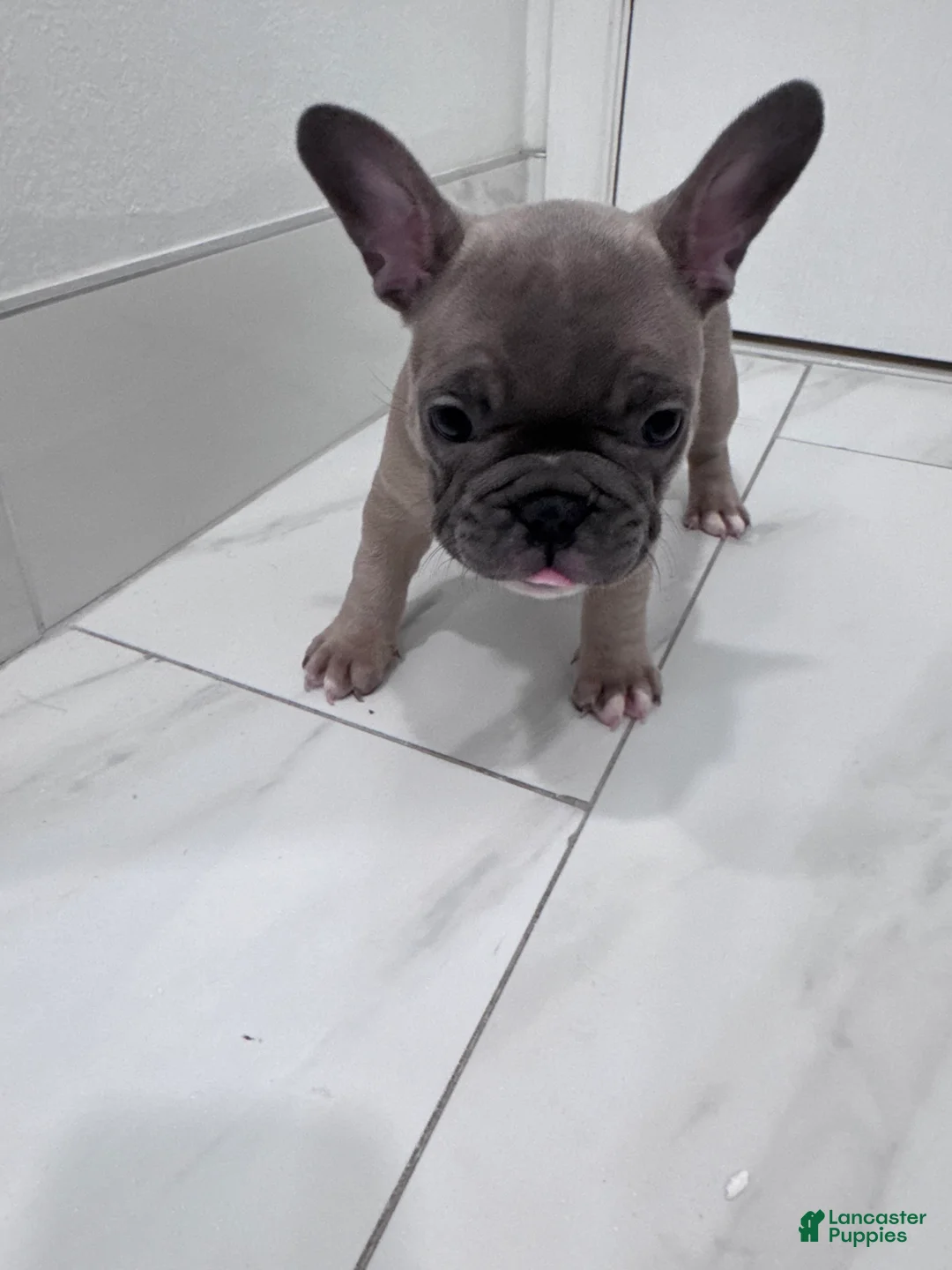 French Bulldog dogs for sale: French Bulldog Puppy 2 - Ad 11