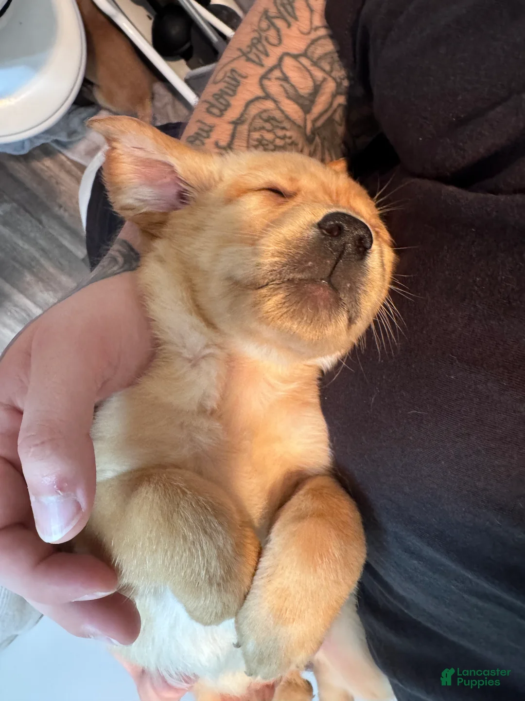 Labradoodle dogs for sale: Labradoodle Puppy 1 - Ad 2