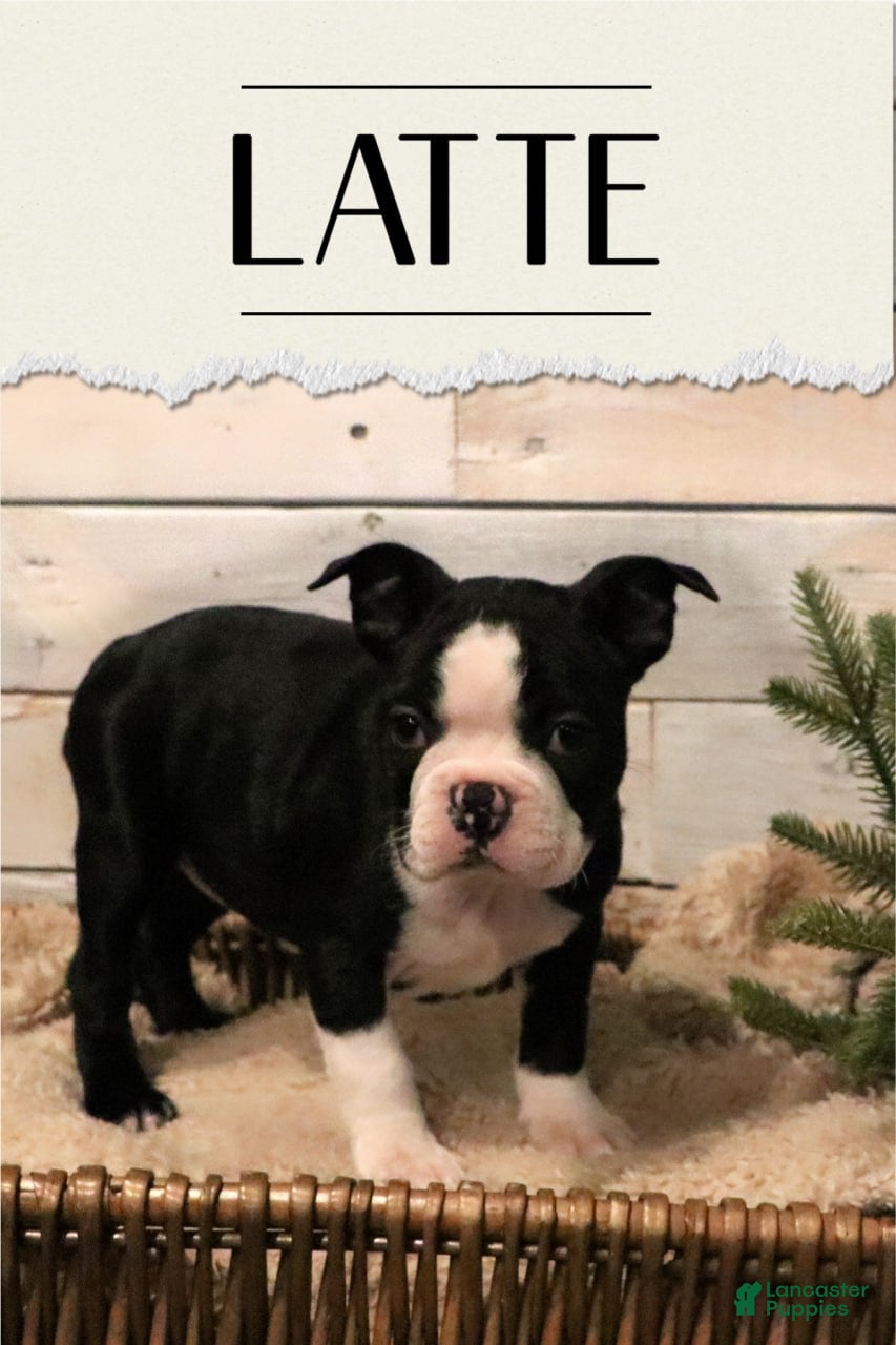 Boston Terrier dogs Boston Terrier Puppy 2 - Ad 31