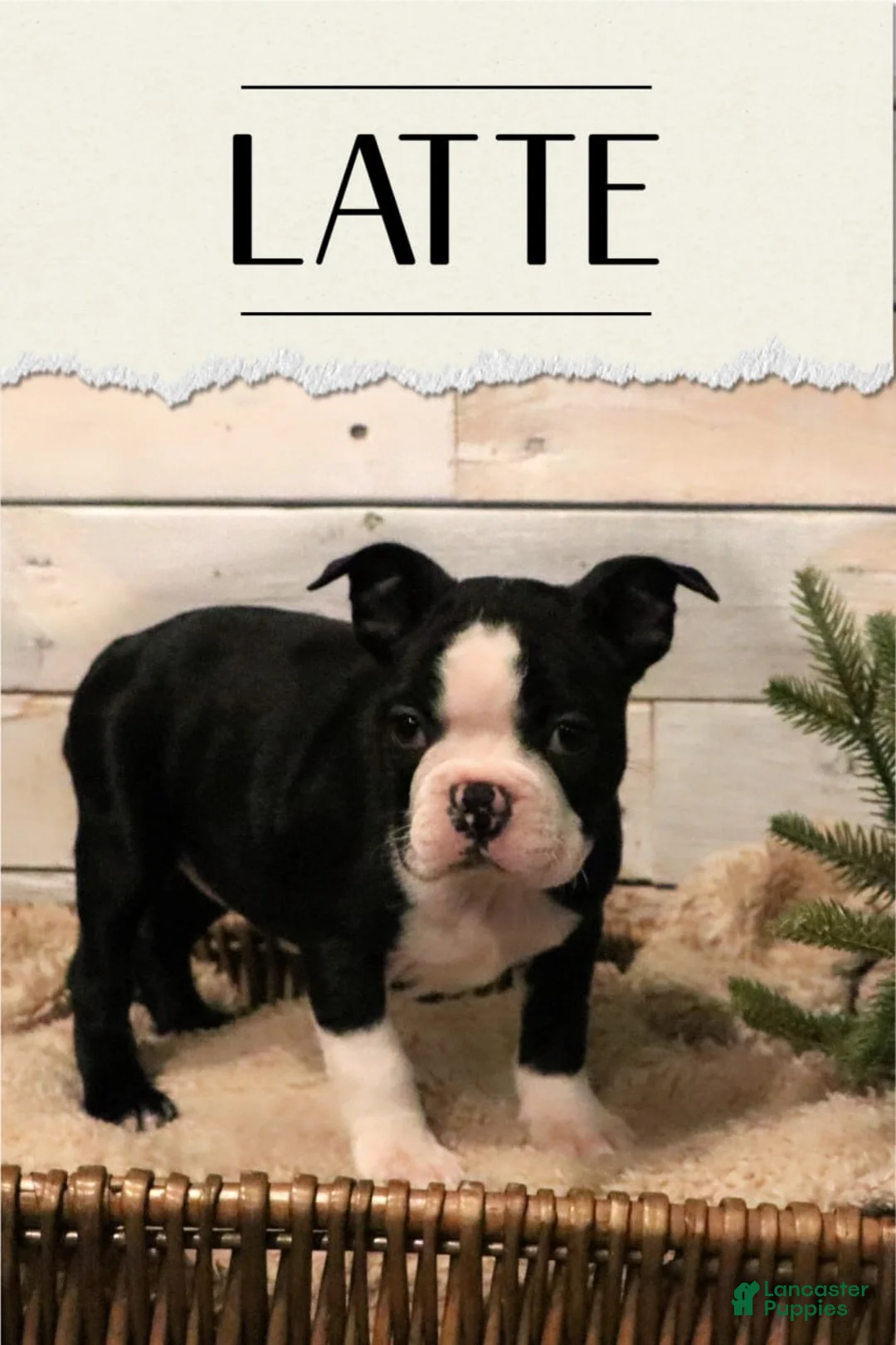 Boston Terrier dogs for sale: Boston Terrier Puppy 2 - Ad 1