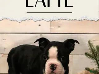 Boston Terrier dogs Boston Terrier Puppy 2 - Ad 1