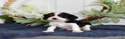 Cavalier King Charles Spaniel dogs for sale: Peanut  - Ad 6