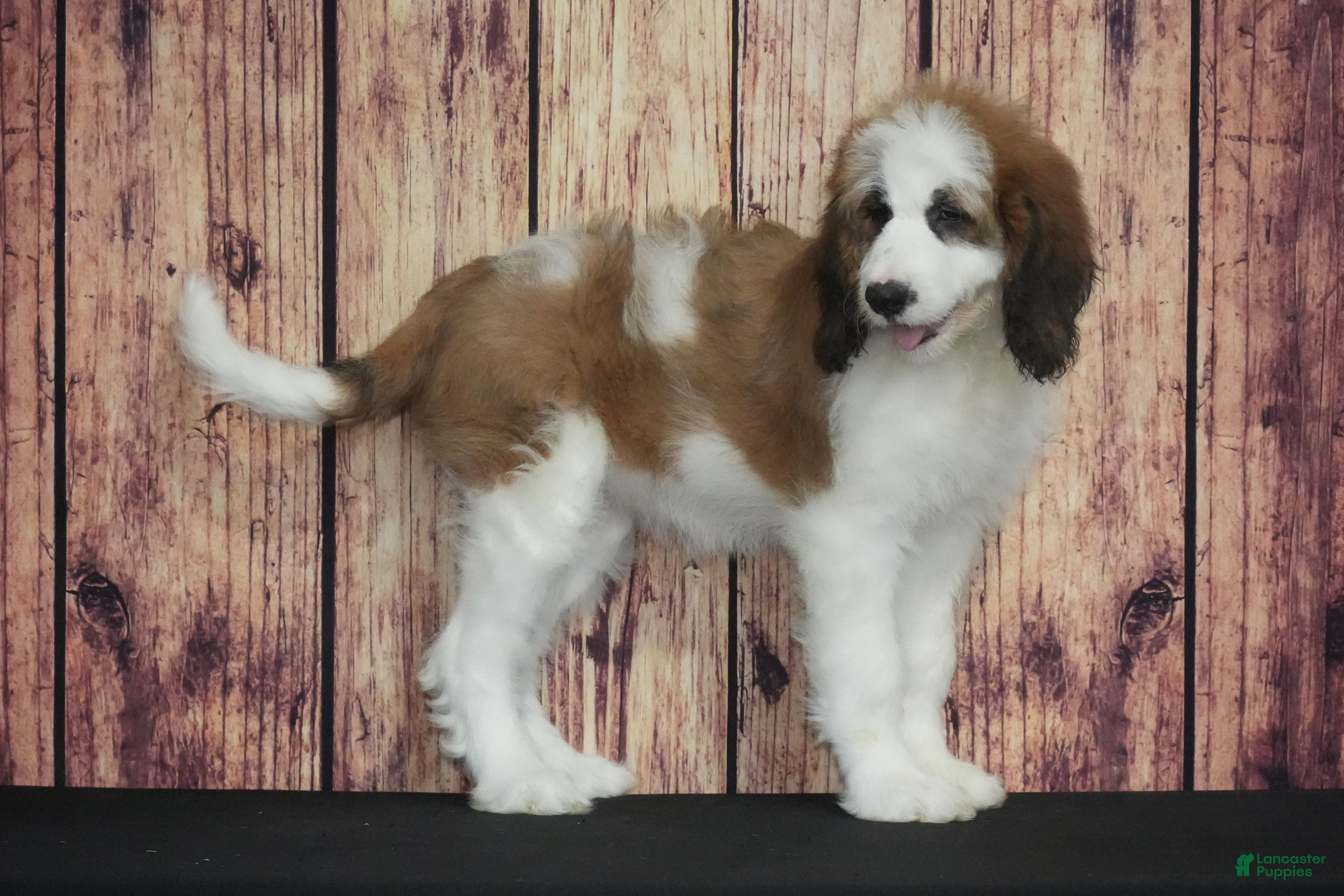 Saint Berdoodles dogs Saint Berdoodles Puppy 10 - Ad 13