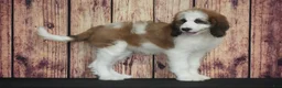 Saint Berdoodles dogs for sale: Saint Berdoodles Puppy 10 - Ad 1