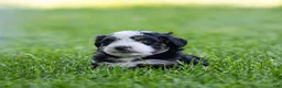 Bernedoodle dogs for sale: Briggs Bernedoodle Puppy  - Ad 4