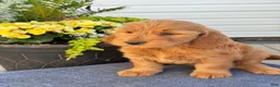Goldendoodle dogs for sale: Tommy - Ad 5