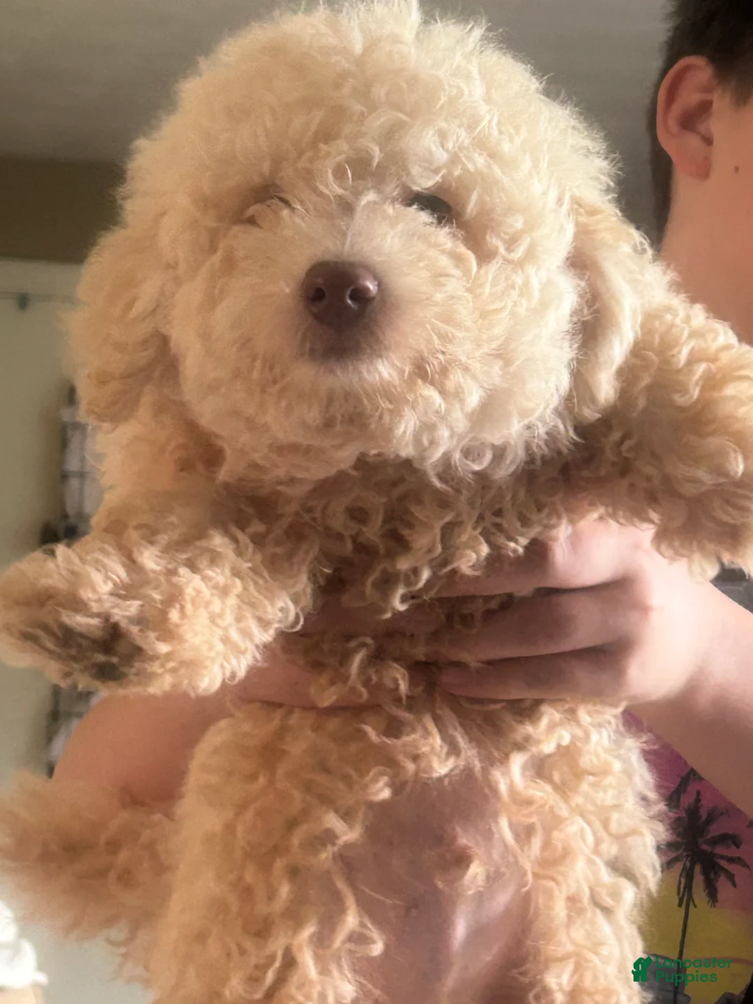 Mini Aussiedoodle dogs for sale: Mini Aussiedoodle 1 - Ad 2