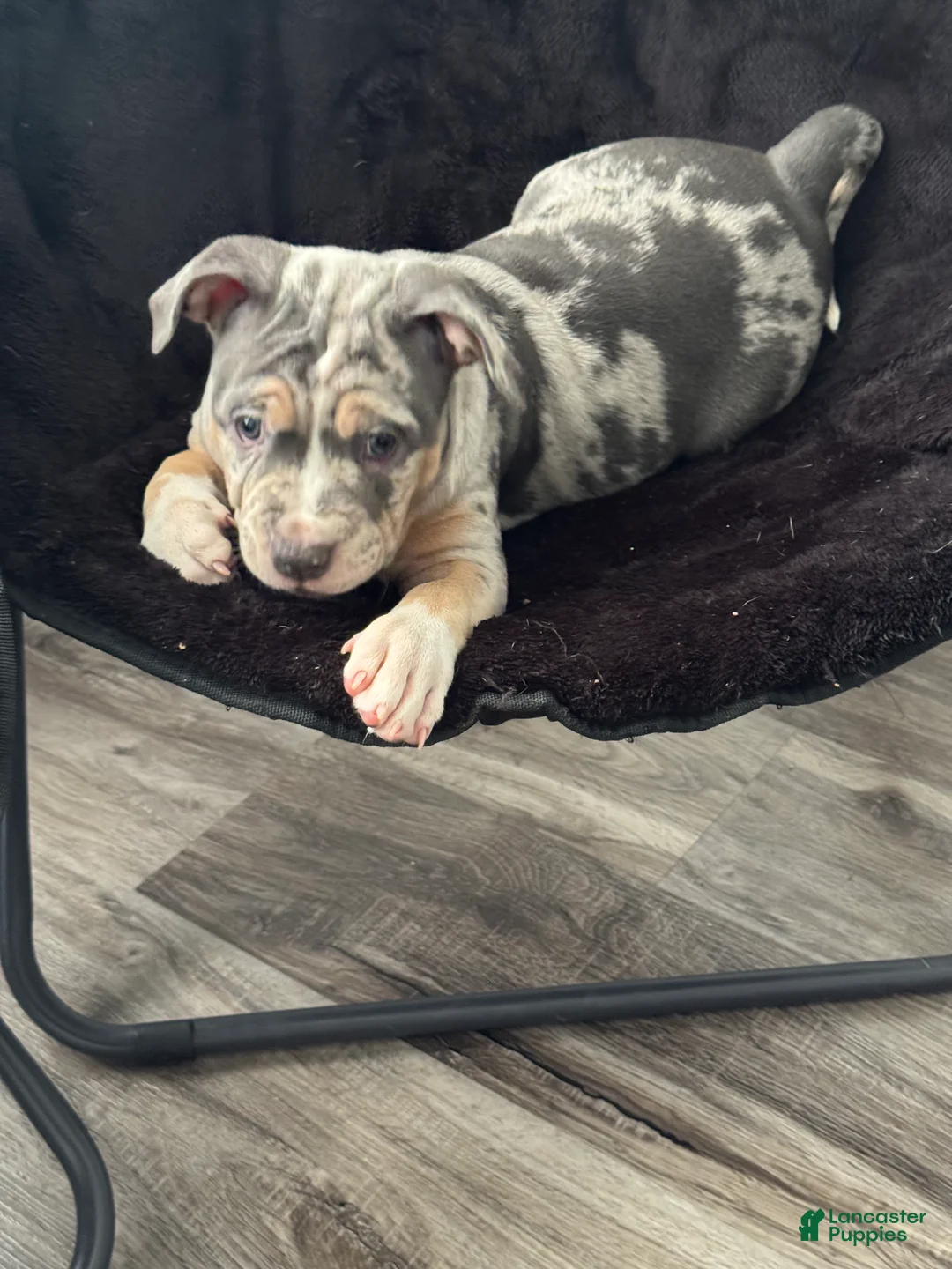American Bully dogs for sale: American Bully 4 - Ad 2