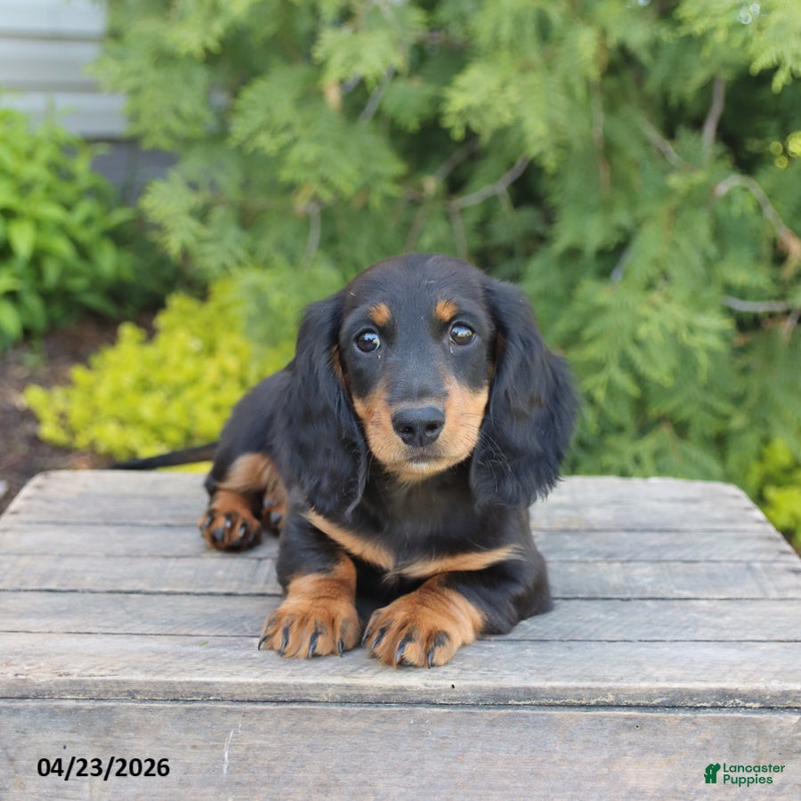 Miniature Dachshund dogs Indy - Ad 2