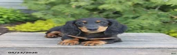 Miniature Dachshund dogs for sale: Indy - Ad 2