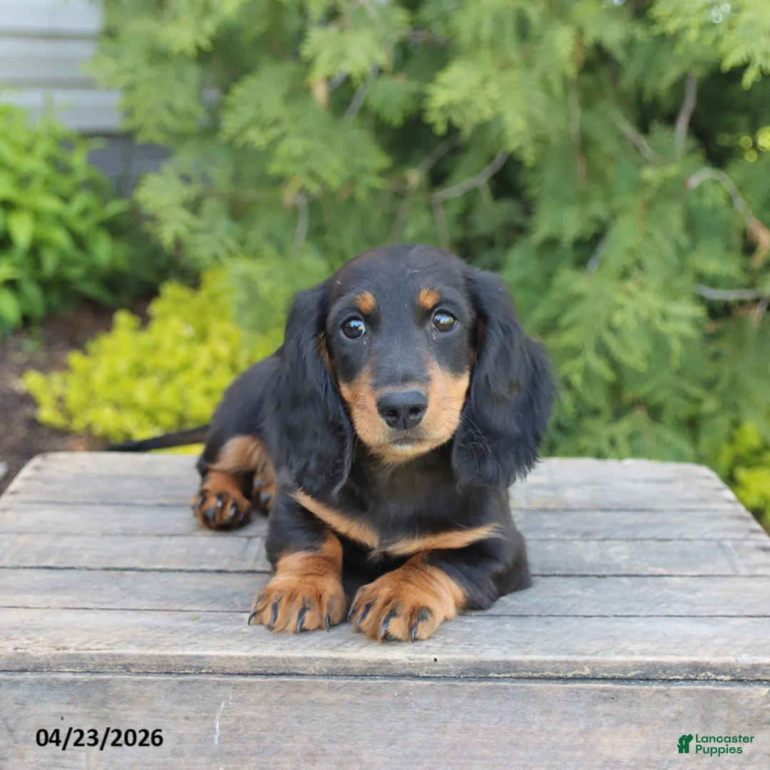 Miniature Dachshund dogs for sale: Indy - Ad 2
