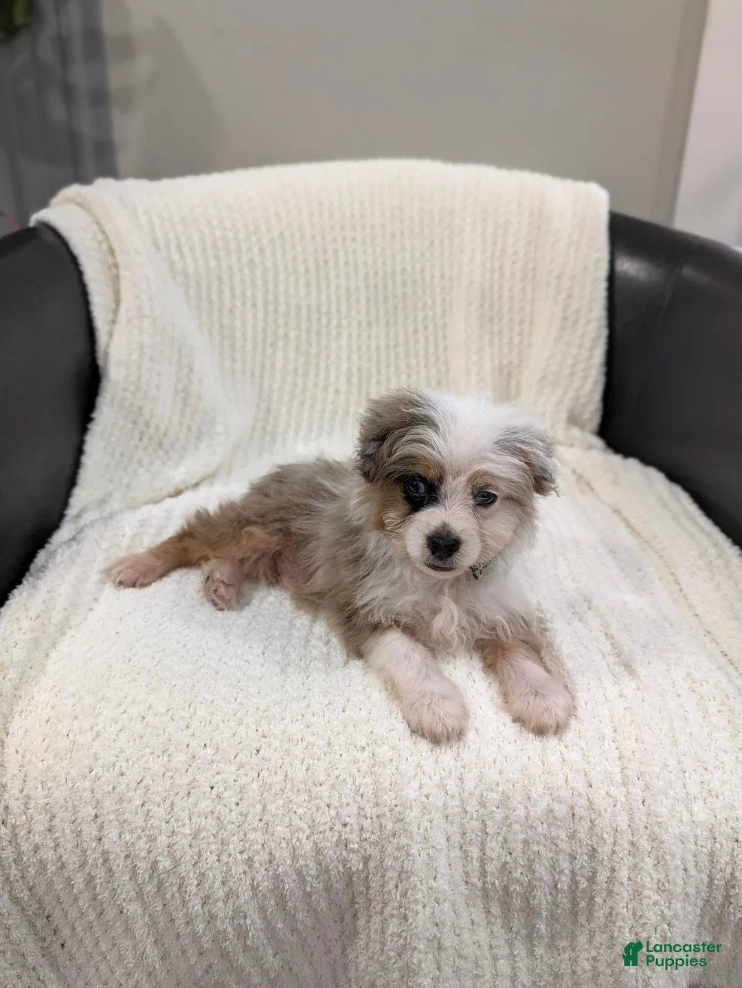 Pomapoo dogs for sale: Blane  - Ad 1