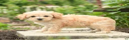 Bichpoo dogs for sale: Vanilla - Ad 3