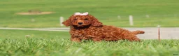 Miniature Labradoodle dogs for sale: Tilly - Ad 5