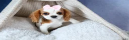 Cavalier King Charles Spaniel dogs for sale: Patsy - Ad 4