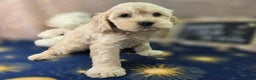 Cockapoo dogs for sale: Lieutenant Pete - Ad 14