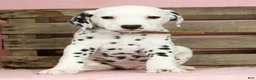 Dalmatian dogs for sale: Robo - Ad 2