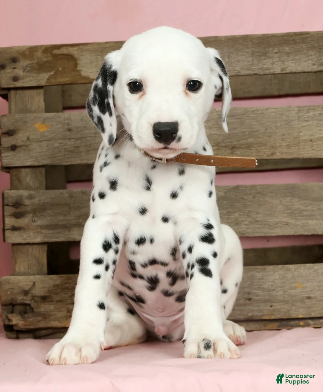 Dalmatian dogs for sale: Robo - Ad 2