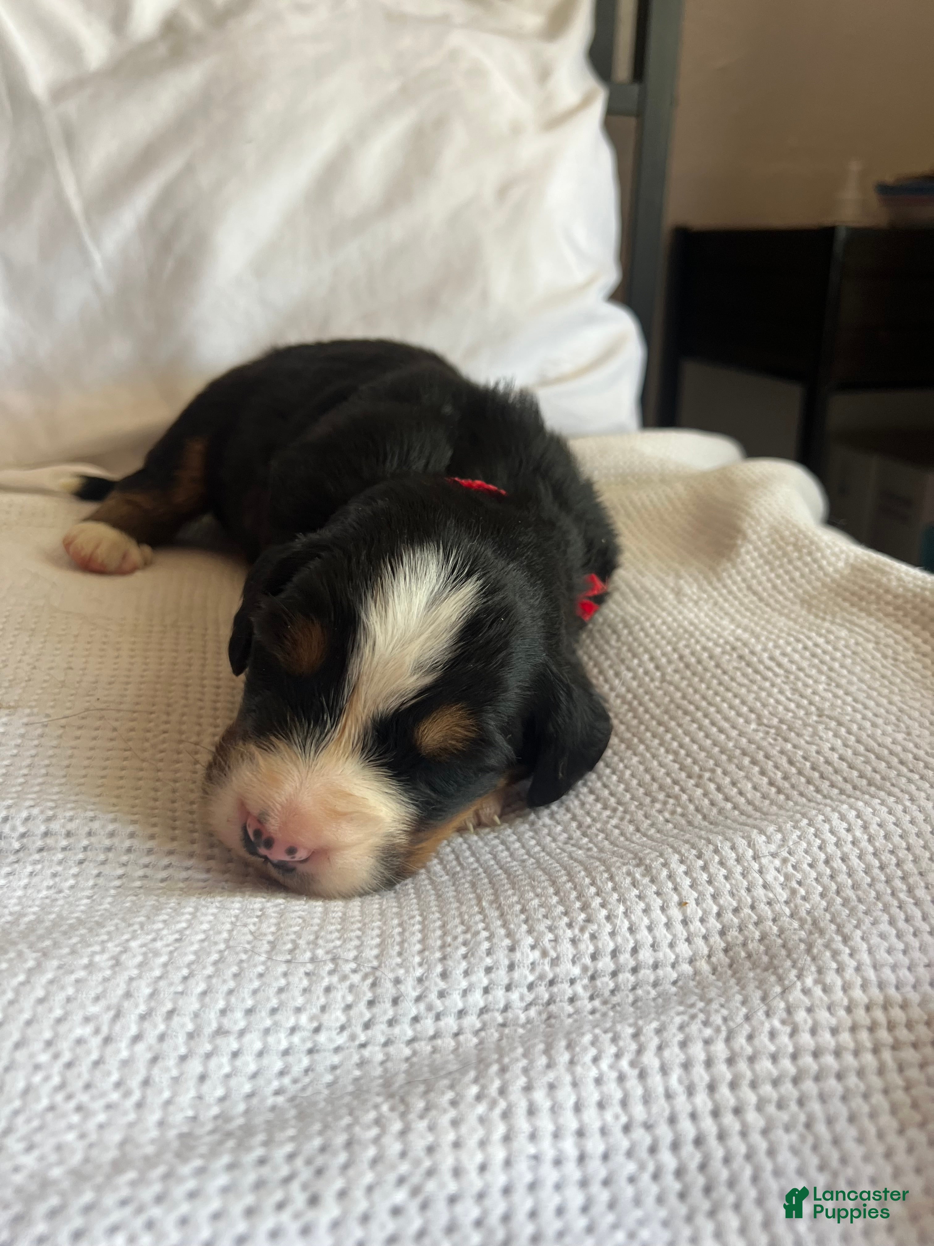 Bernese Mountain Dog dogs Red Male - Ad 41