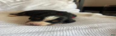Red Male
