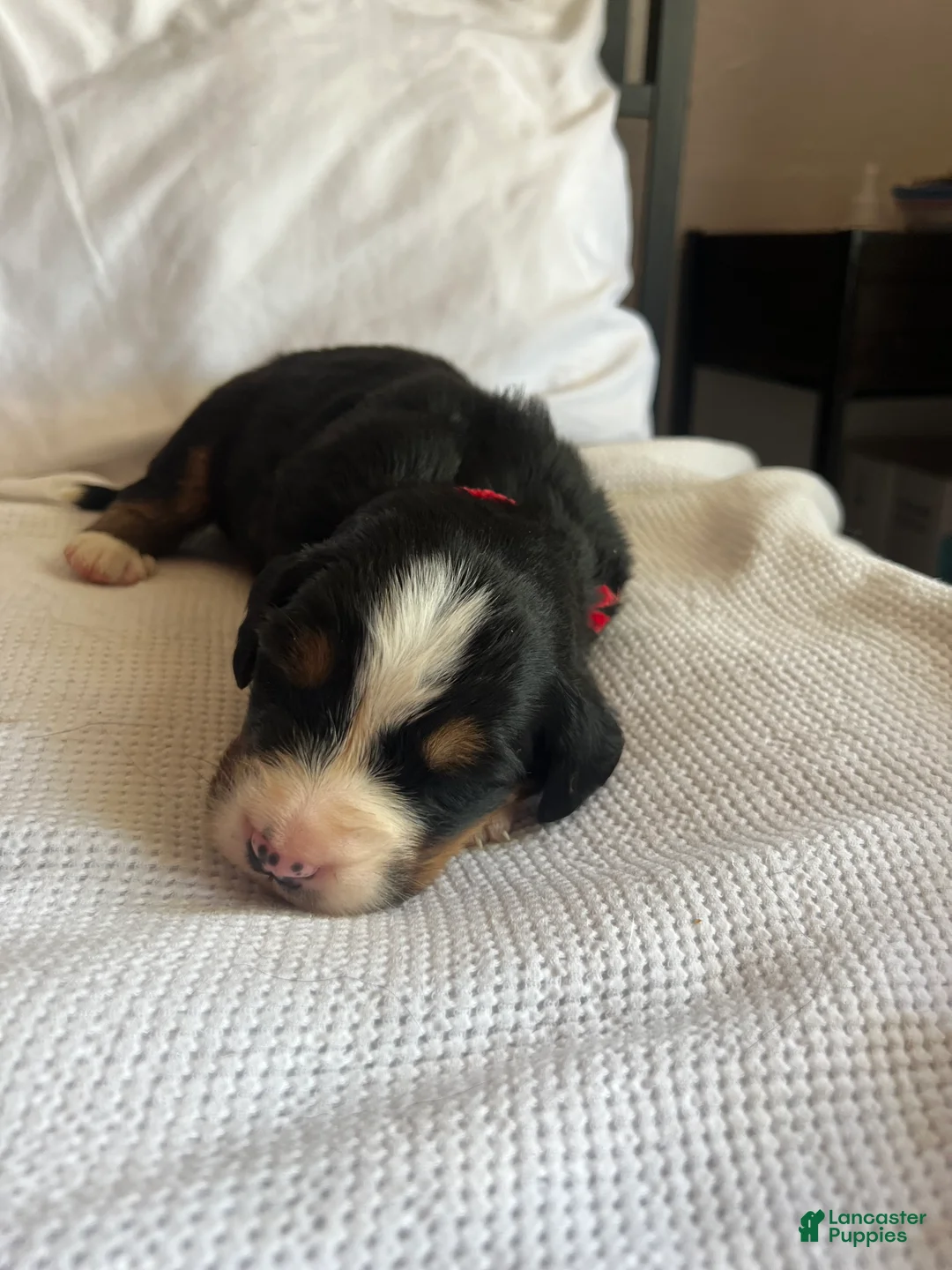 Bernese Mountain Dog dogs for sale: Red Male - Ad 1