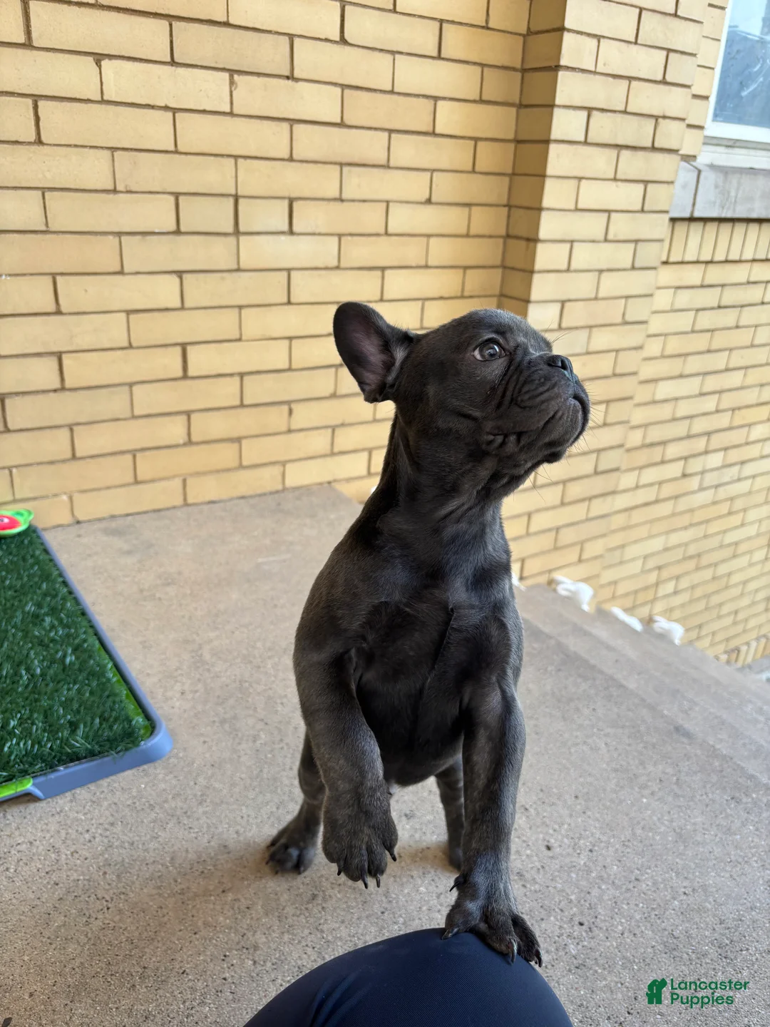 French Bulldog dogs for sale: Dash - Ad 1