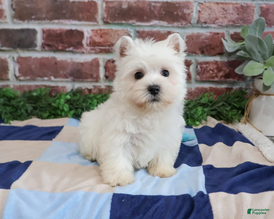West Highland Terrier dogs for sale: Gatsby  - Ad 2