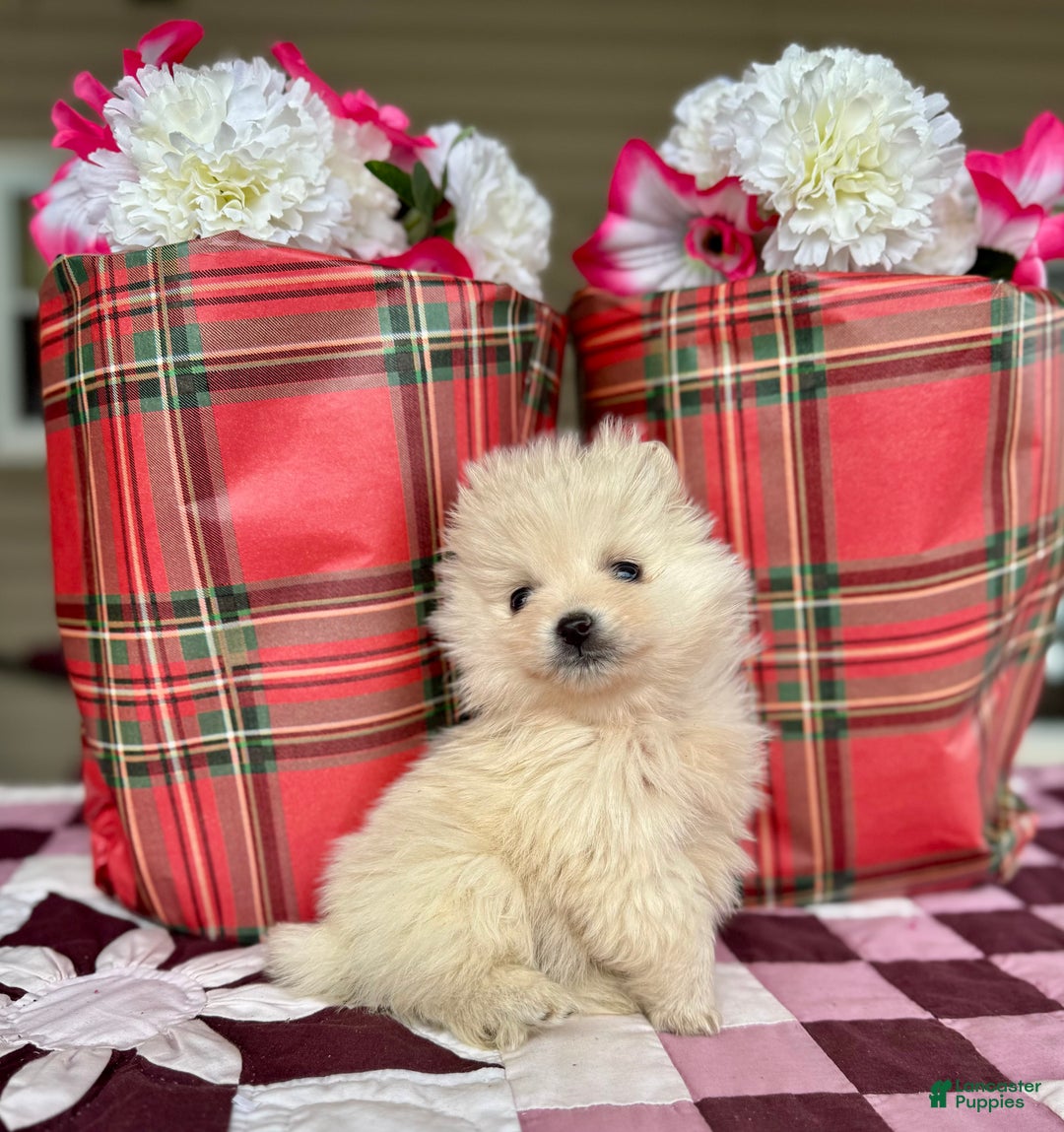 Pomeranian dogs for sale: Buddy - Ad 3