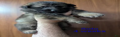 Solo