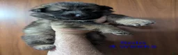 German Shepherd dogs for sale: Solo - Ad 1