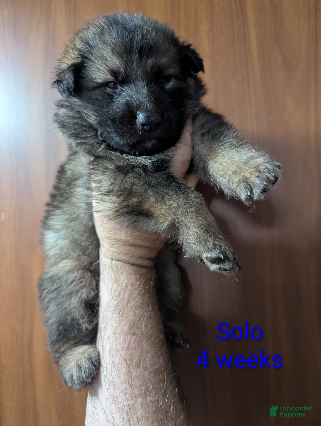 German Shepherd dogs for sale: Solo - Ad 1