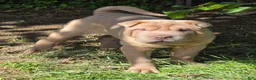 Shar Pei dogs for sale: Larry  - Ad 9